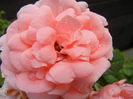 Rose Pleasure (2013, June 12)