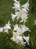 Madonna Lily (2013, June 12)