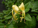 Lonicera japonica (2013, June 12)