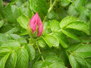 Rosa rugosa (2013, June 12)