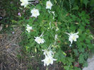 DSCF1781