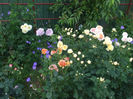DSCF1774