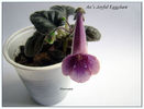 Minisinningia An`s Joyful Eggplant