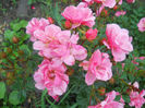 DSCN5812