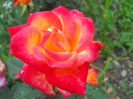 DSCN5817