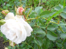 DSCN5847