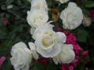 DSCN5866