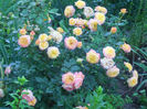 gartenspass