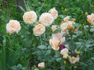 rosagold