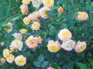 DSCN5871