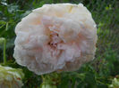 DSCN5890