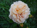 DSCN5893