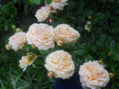 rosagold