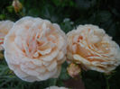 DSCN5896