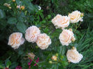 DSCN5909
