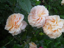 DSCN5910