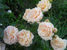 DSCN5912