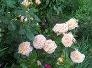 DSCN5914