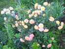 DSCN5925