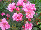 DSCN5931