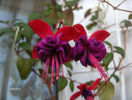 Fuchsia Trailing Dark Eyes