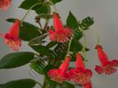 Kohleria HCY´s Berry Valley