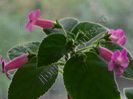 Kohleria Emily Roberts