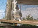 Picture 090