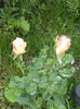 DSC03173
