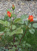 DSC03179