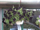 Petunia neagra