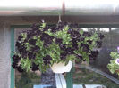 Petunia neagra