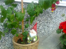 abutilon