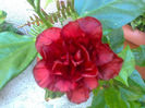 floare hibi