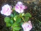 impatiens