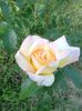 DOC POZE 063