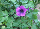 DSCF1794