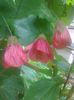 abutilon rosu