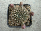 Sulcorebutia hoffmanniana       (Backeb.) Backeb.1966