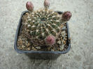 Sulcorebutia hoffmanniana      (Backeb.) Backeb.1966