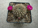 Sulcorebutia hoffmanniana     (Backeb.) Backeb.1966