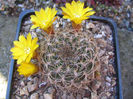 Sulcorebutia markusii  Rausch 1970