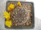 Sulcorebutia markusii Rausch 1970