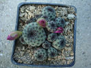 Sulcorebutia rauschii     G. Frank 1969