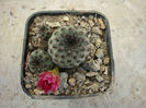 Sulcorebutia rauschii    G. Frank 1969