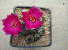 Sulcorebutia rauschii  G. Frank 1969