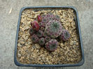 Sulcorebutia rauschii cv. 'violacidermis'