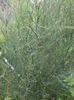 asparagus