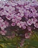 fotogr.0078_001