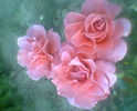 Fotogr.0159